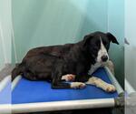 Small Border Collie Mix