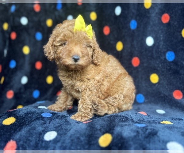 Medium Photo #1 Goldendoodle (Miniature) Puppy For Sale in LAKELAND, FL, USA