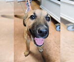 Small #2 Anatolian Shepherd-German Shepherd Dog Mix