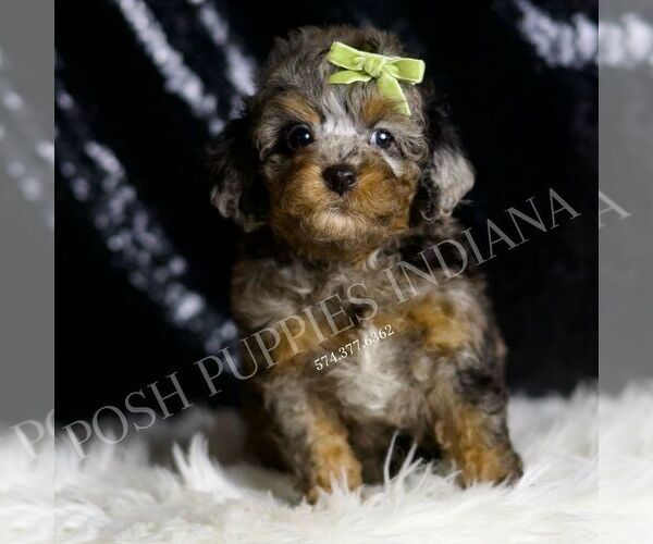 Medium Photo #42 Poodle (Toy) Puppy For Sale in WARSAW, IN, USA