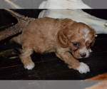 Small #1 Cavapoo