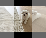 Small #2 Morkie Poo (Toy)