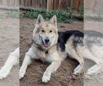 Small Photo #18 Alaskan Malamute-Wolf Hybrid Mix Puppy For Sale in PEARCE, AZ, USA
