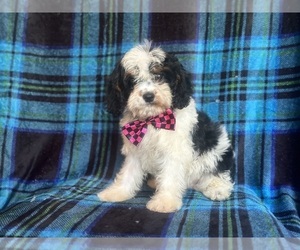 Cavapoo Puppy for sale in LAKELAND, FL, USA