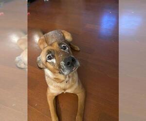 DRAKO - Male Mutt Dog for Adoption - Photo #14