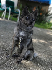 Father of the Alaskan Klee Kai puppies born on 04/11/2018