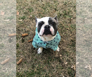 Father of the French Bulldog puppies born on 02/27/2025