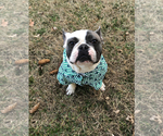 Small Photo #1 French Bulldog Puppy For Sale in PASCO, WA, USA