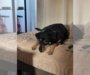 Dixby Daxby (TX) - Male Rottweiler-Unknown Mix Dog for Adoption - Photo #7