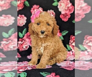 Poodle (Miniature) Puppy for sale in KIRKWOOD, PA, USA