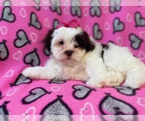 ShihPoo Puppy for sale in LAKELAND, FL, USA