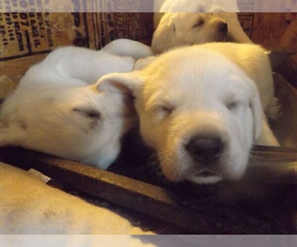 Medium Photo #15 Labrador Retriever Puppy For Sale in DAVENPORT, IA, USA