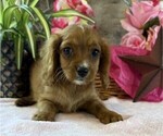 Small #2 Cavapoo