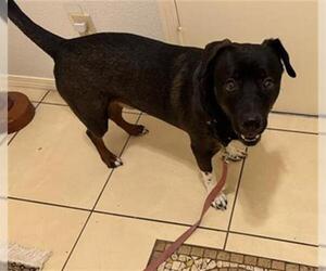 American Staffordshire Terrier-Unknown Mix Dogs for adoption in San Antonio, TX, USA