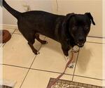 Small American Staffordshire Terrier Mix