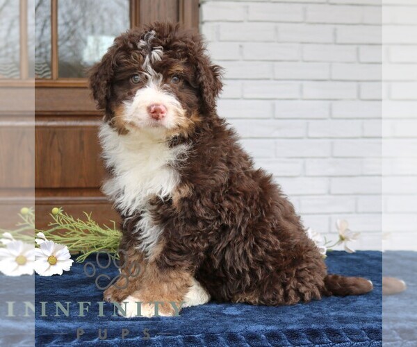 Medium Photo #4 Bernedoodle (Miniature) Puppy For Sale in NARVON, PA, USA