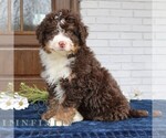 Small #3 Bernedoodle (Miniature)