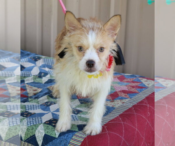 Medium Photo #2 Mutt Puppy For Sale in Bandera, TX, USA
