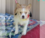 Small #1 Mutt
