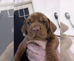 Small Photo #4 Vizsla Puppy For Sale in TYLER, MN, USA
