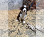 Puppy Puppy 2 Australian Shepherd