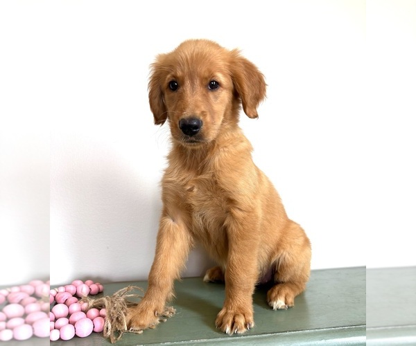 Medium Photo #3 Golden Retriever Puppy For Sale in INDIANAPOLIS, IN, USA