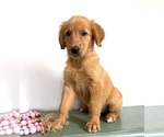 Small #2 Golden Retriever