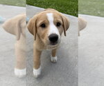 Small #3 Labrador Retriever Mix