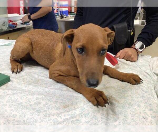 Medium Photo #1 Rhodesian Ridgeback Puppy For Sale in Riverside, CA, USA