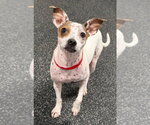 Bijou - Female Chihuahua-Unknown Mix Dog for Adoption - Small photo