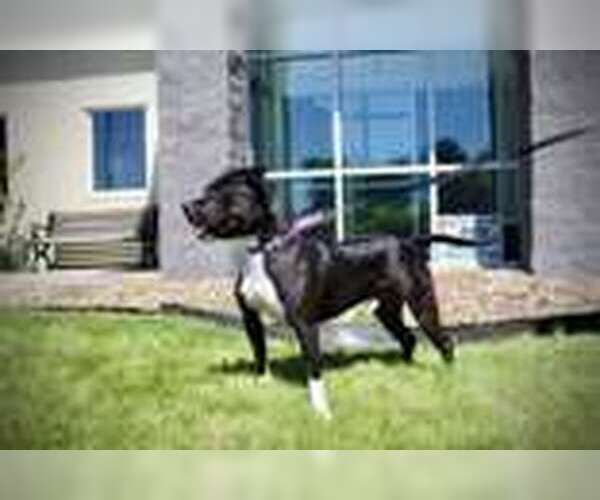 Medium Photo #8 American Pit Bull Terrier-Unknown Mix Puppy For Sale in Oskaloosa, IA, USA