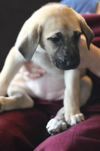 Medium Photo #1 Great Pyredane Puppy For Sale in YELM, WA, USA