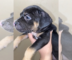 American Bully Puppy for sale in SS, OK, USA