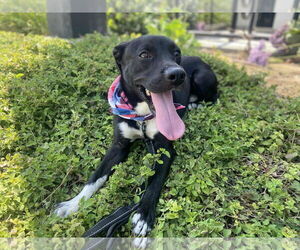 Labrador Retriever-Unknown Mix Dogs for adoption in San Diego, CA, USA