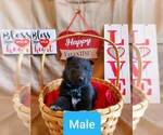 Small Photo #8 German Shepherd Dog Puppy For Sale in COWGILL, MO, USA