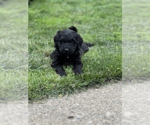 Goldendoodle Puppy for sale in SAINT JOHNS, MI, USA