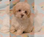 Small Maltipoo-Poodle (Toy) Mix