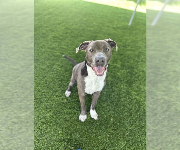 Medium Photo #2 American Pit Bull Terrier Puppy For Sale in Chula Vista, CA, USA
