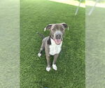 Small #1 American Pit Bull Terrier