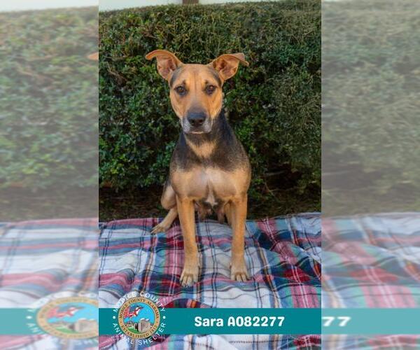 Medium Photo #1 Black Mouth Cur-Unknown Mix Puppy For Sale in Mobile, AL, USA