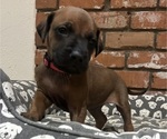 Small #9 Rhodesian Ridgeback