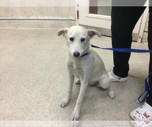 Labrador Retriever-Unknown Mix Dogs for adoption in Sebec, ME, USA