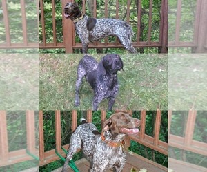Mother of the German Shorthaired Pointer puppies born on 06/13/2019
