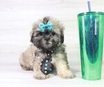 Small Photo #7 Shih Tzu Puppy For Sale in LAS VEGAS, NV, USA