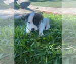 Small Photo #3 Labrador Retriever-Unknown Mix Puppy For Sale in Escondido, CA, USA