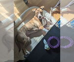 Small #3 American Pit Bull Terrier