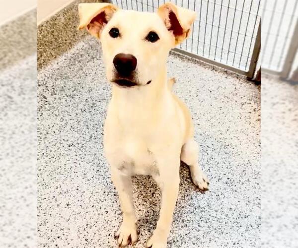 Medium Photo #2 Aussiedor Puppy For Sale in Houston, TX, USA