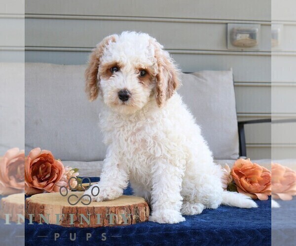 Medium Photo #2 Cavapoo (Miniature) Puppy For Sale in LEOLA, PA, USA