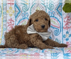 Poodle (Toy) Puppy for sale in LANCASTER, PA, USA