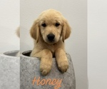 Puppy Honey Golden Retriever